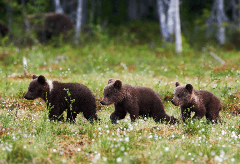 rule of three three bear cubs